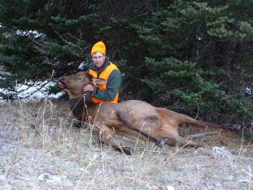 elk.jpg