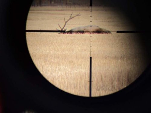 dan elk through scope.jpg