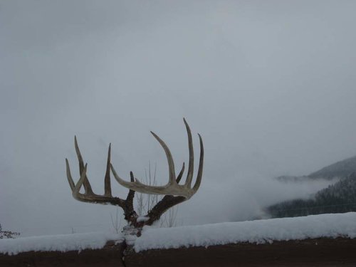 2011 Whitetail Buck 029.jpg