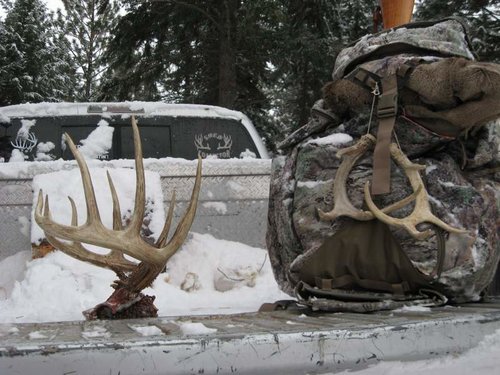 2011 Whitetail Buck 021.jpg