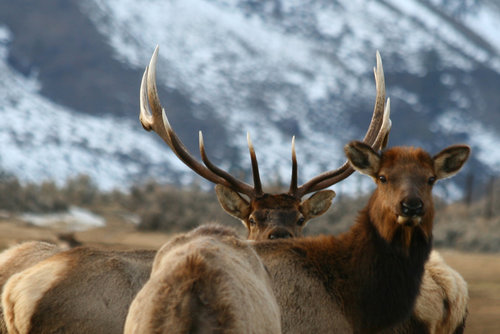 1-elk.jpg