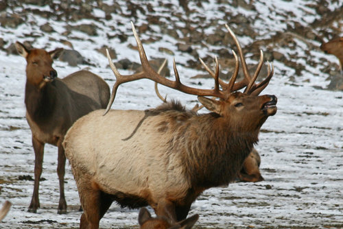 2-elk.jpg