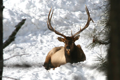 3-elk.jpg