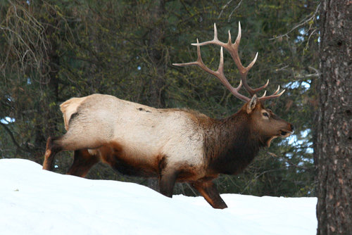 4-elk.jpg