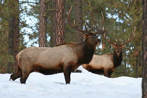 5-elk.jpg