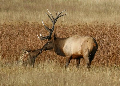 6-elk.jpg