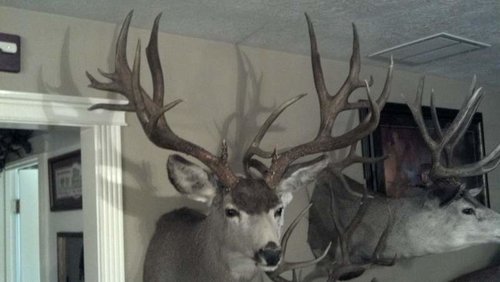 deer 2011 hunt.jpg