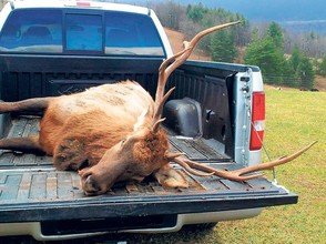 bland-county-elk.jpg