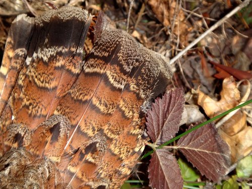 Grouse 2.jpg