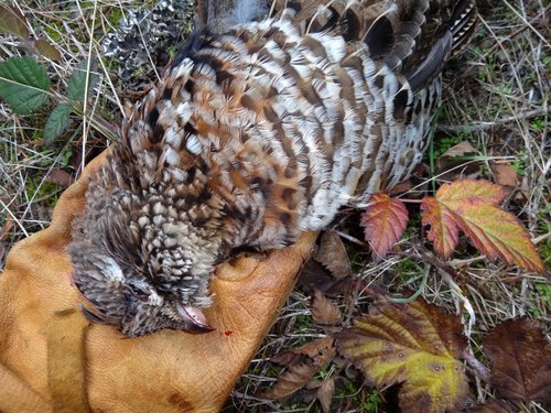 Grouse 3.jpg