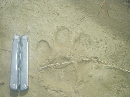 cat 002.JPG