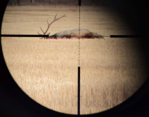 Through Scope small.jpg