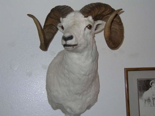 Brooks Ram.jpg