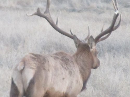 east park tule elk 004 (800x600).jpg