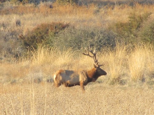 east park tule elk 011 (800x600).jpg