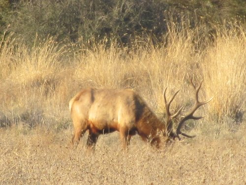 east park tule elk 013 (800x600).jpg