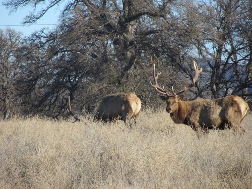 east park tule elk 016 (800x600).jpg