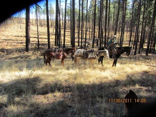 Arizona Elk 2011 040.jpg