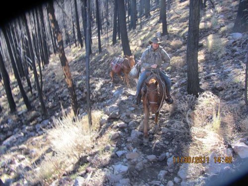 Arizona Elk 2011 052.jpg