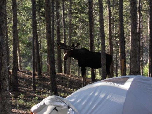 mooseincamp.jpg mooseincamp.jpg
