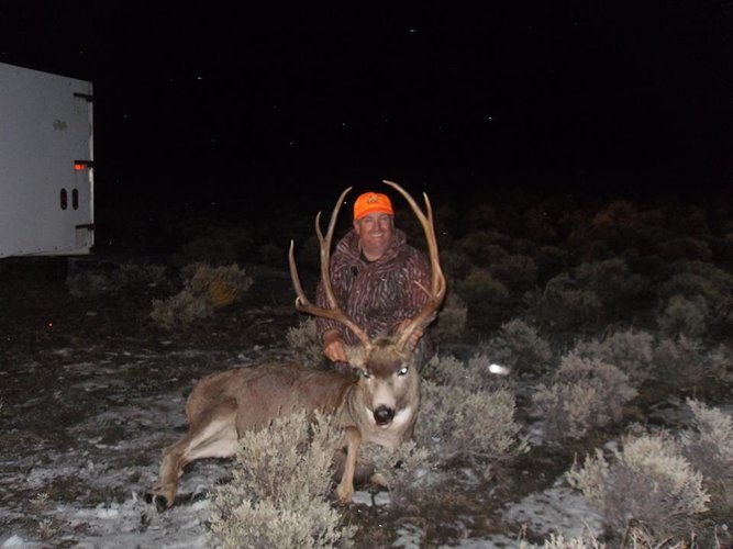 Wyoming Mulie.jpg