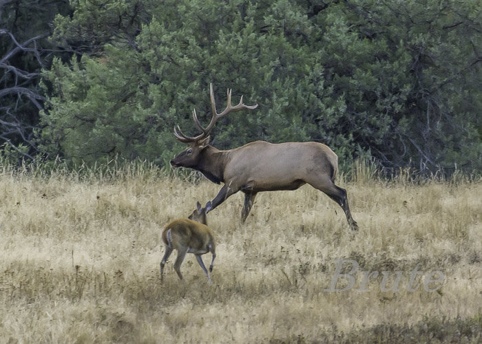 Rocky - Whitetail June 2016 a-9543.JPG