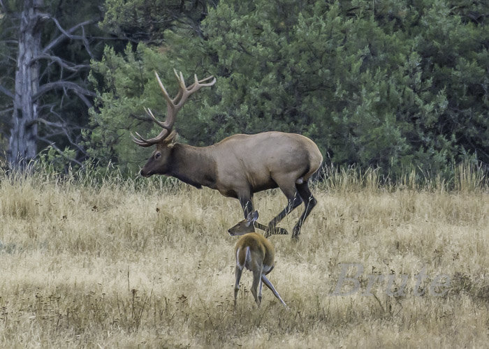Rocky - Whitetail June 2016 a-9544.JPG