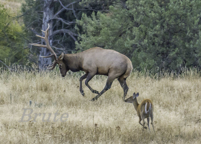 Rocky - Whitetail June 2016 a-9545.JPG