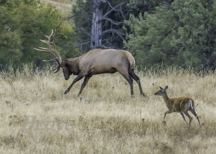 Rocky - Whitetail June 2016 a-9546.JPG