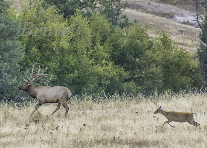 Rocky - Whitetail June 2016 a-9548.JPG