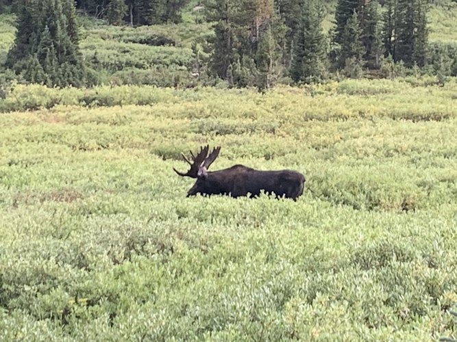 Moose Score Sheet Is Complete Page 2 Hunt Talk Moose Score Sheet Is Complete Page 2 Hunt Talk