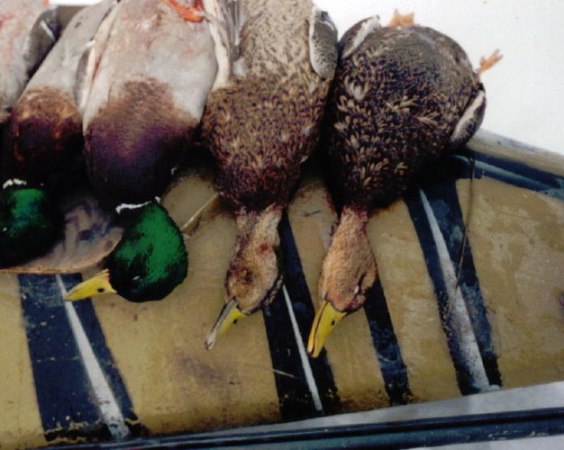mexican duck 1998.jpg mexican duck 1998.jpg