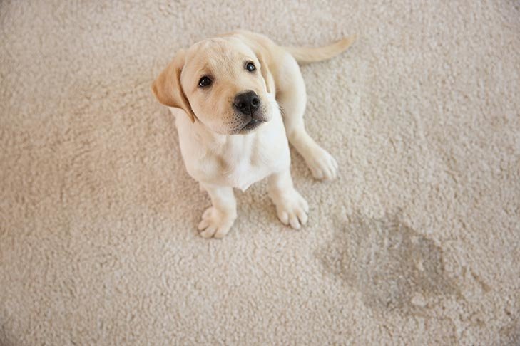 labrador-retriever-puppy-looking-up-wet-spot-on-carpet.jpg