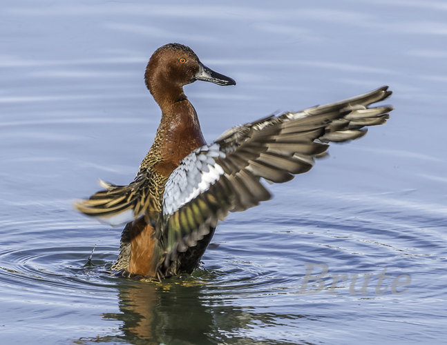 Cinnamon Teal January 2021 a-3145.JPG