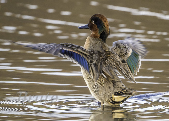 Teal Green-winged January 2021 a  -3089.JPG