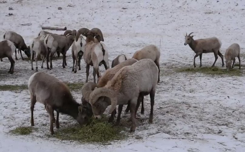 sheep4.jpg sheep4.jpg