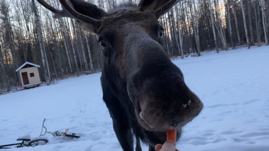 moose chow.jpg