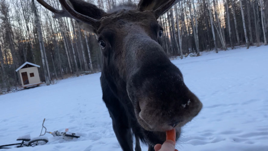 moose chow.jpg moose chow.jpg