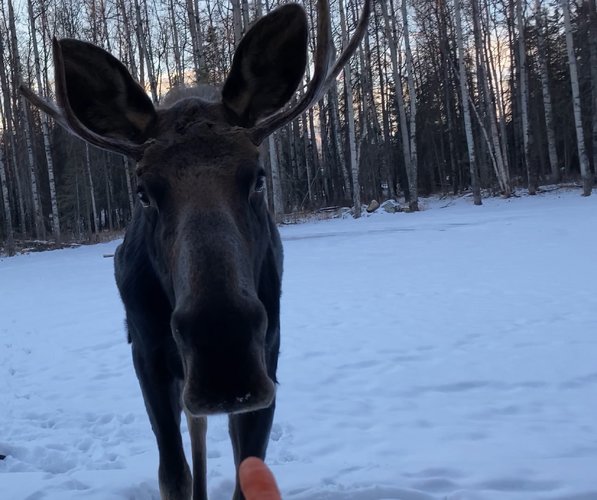 winter bull.jpg