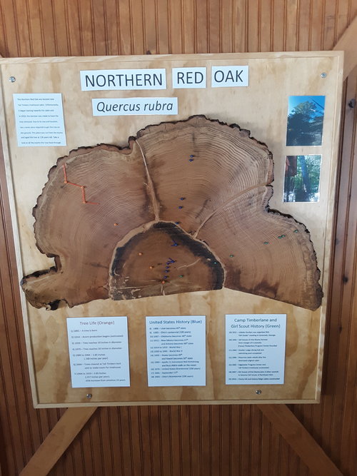Northern Red Oak.jpg