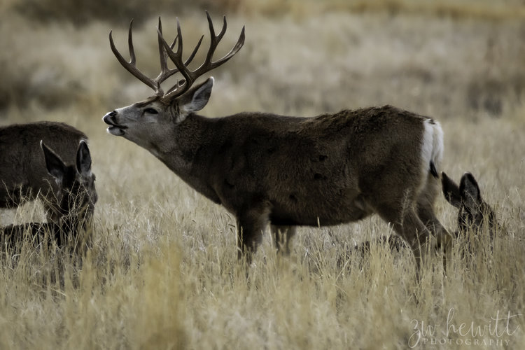 Mule Deer Buck Flehmen.jpg