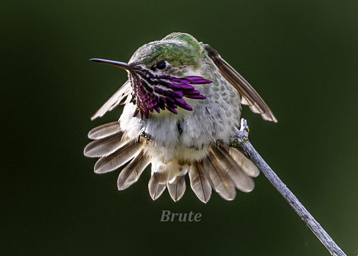 Hummingbird June 2015 a-4378.JPG