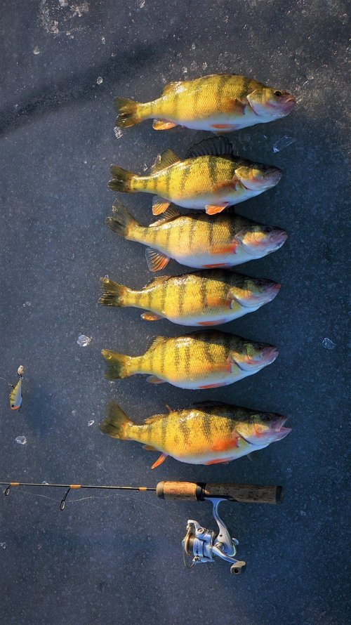 perch (2).jpg perch (2).jpg