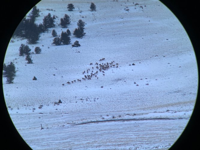 70+Elk.jpg