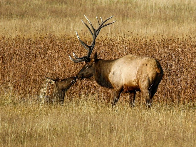 Elk Kiss.jpg