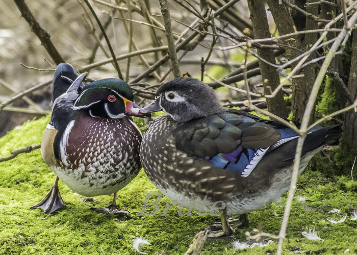 Wood ducks Febuary 2018 a-7727.JPG