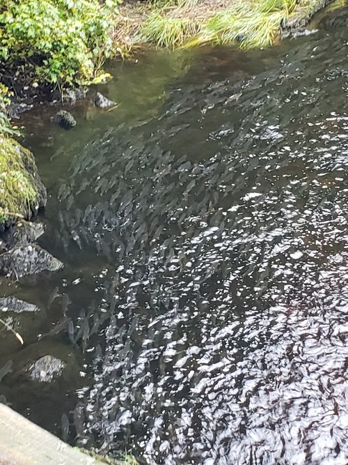 Salmon in River (2).jpg