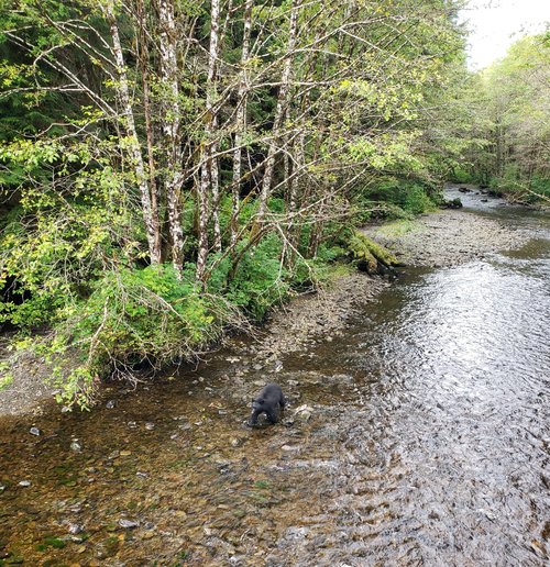 bear in river (2).jpg