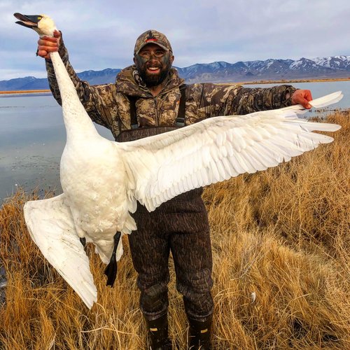 swan 1.jpg swan 1.jpg