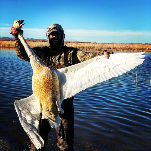 swan 2.jpg swan 2.jpg